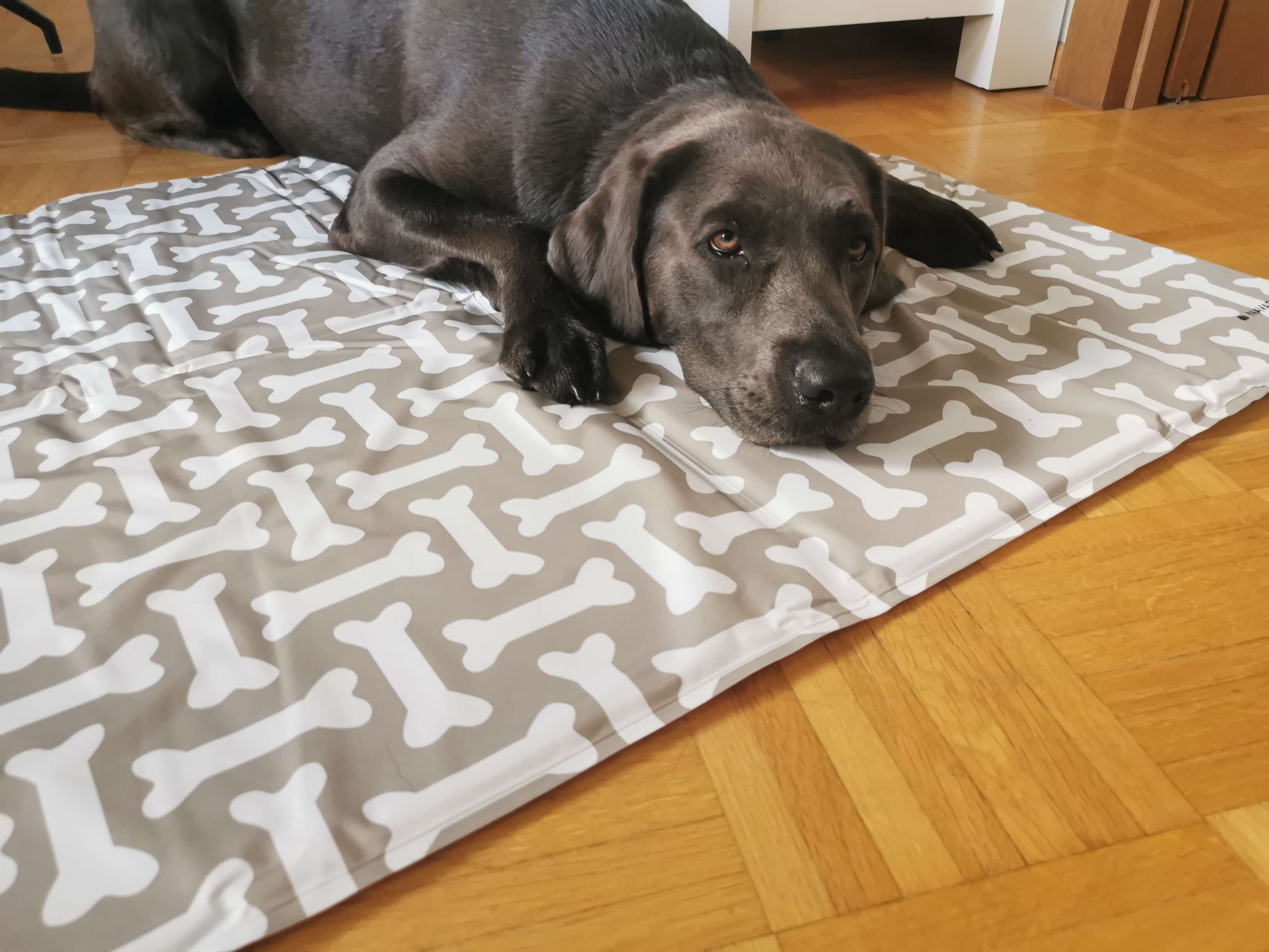 Lucy fühlt sich auf der Navaris Hunde Kühlmatte wohl