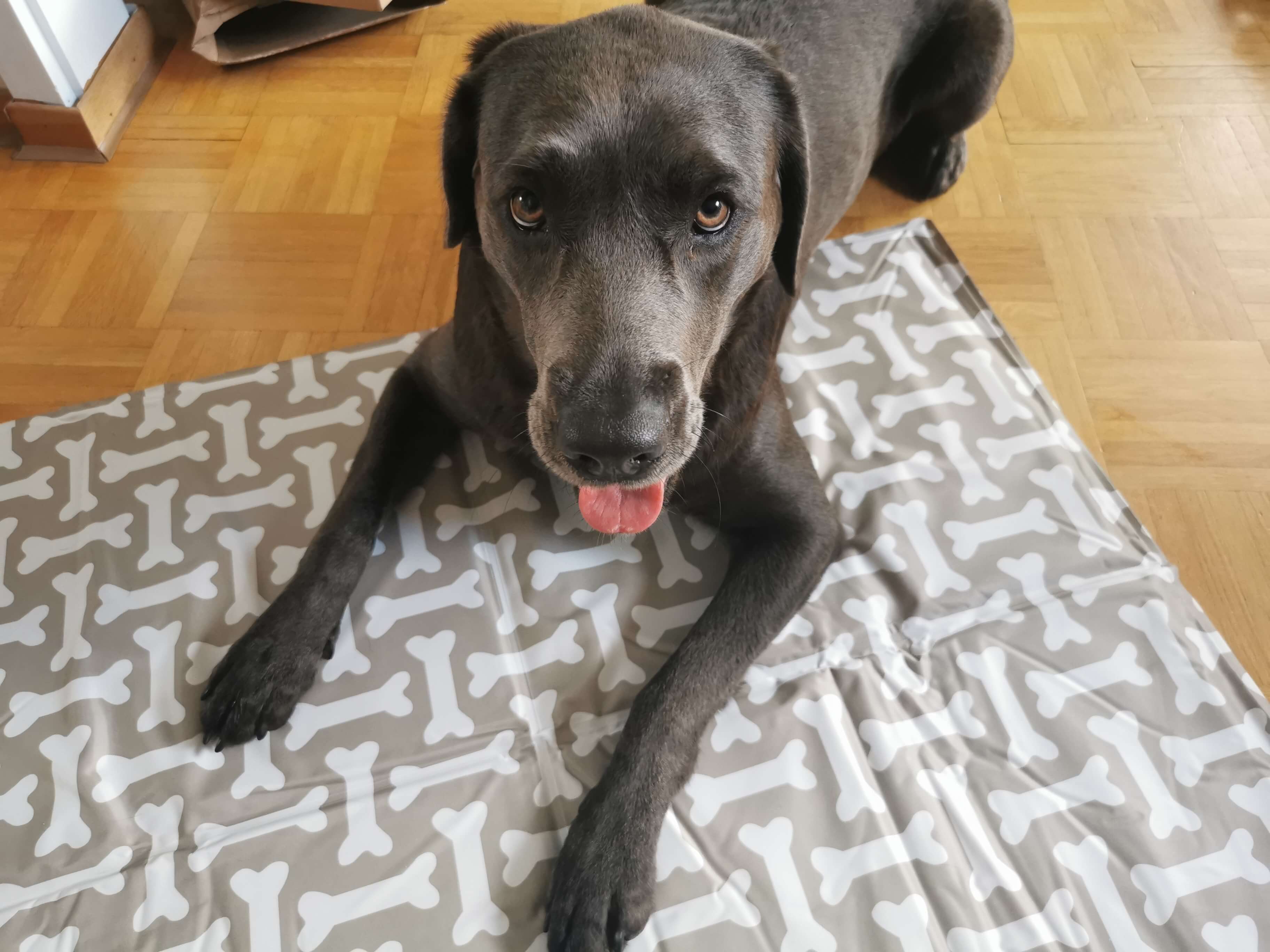 Lucy hechelt nicht mehr so lange auf der Navaris Kühlmatte und kühlt schnell ab