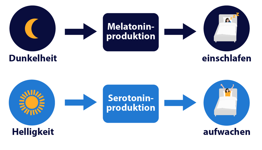 Melatonin – das Schlafhormon